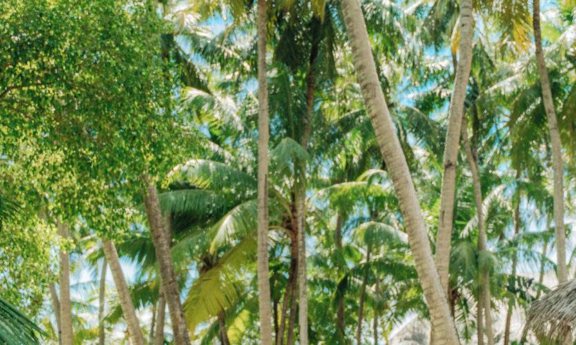 Baros Maldives (Adults Only 8+)