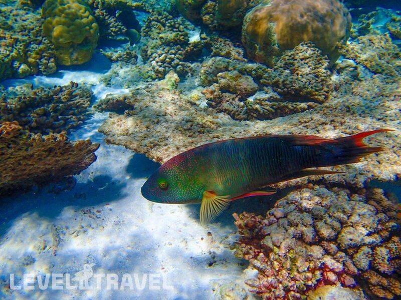 Фотография Biyadhoo Island Resort