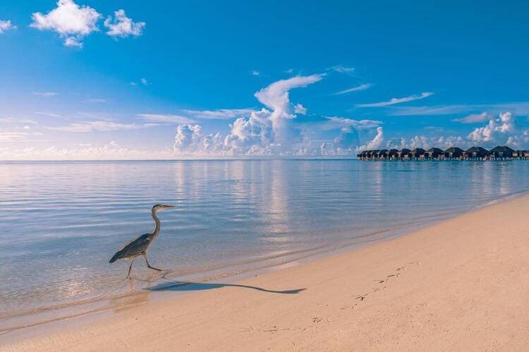 Sun Siyam Olhuveli (Ex. Olhuveli Beach & Spa Resort)
