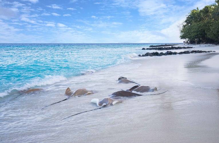 Taj Coral Reef Resort & Spa