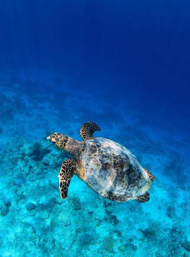 Soneva Fushi Resort & Spa