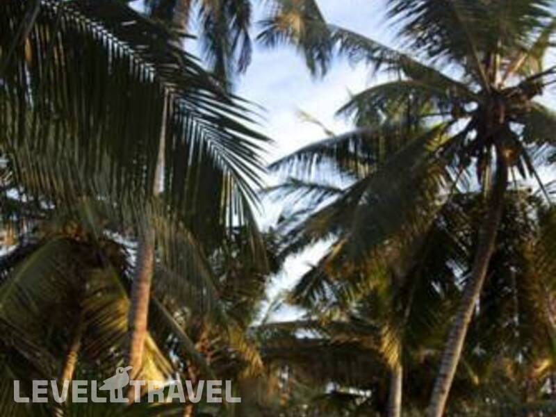 Фотография Palm Paradise Cabanas