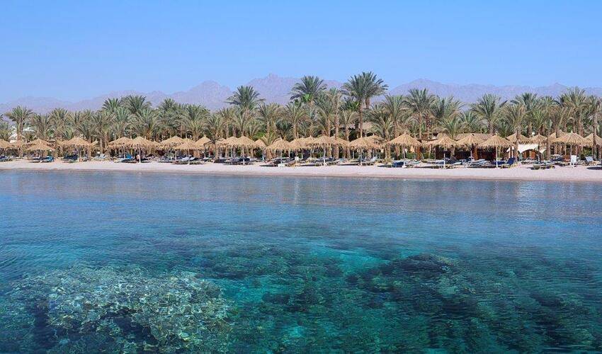 Jaz Sharm Dreams