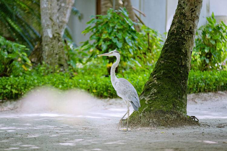 Thulhagiri Island Resort