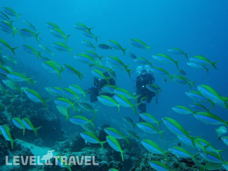 Фотография Tui Blue Bahari Zanzibar (Ex. Dream Of Zanzibar)