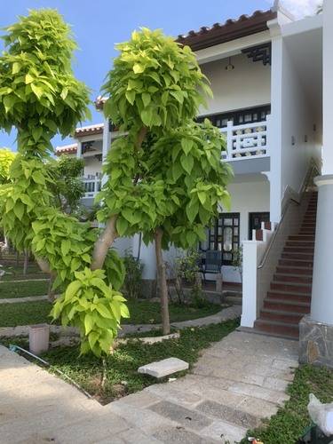 Dynasty Resort