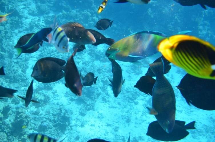 Siva Sharm (Ex. Savita Resort)