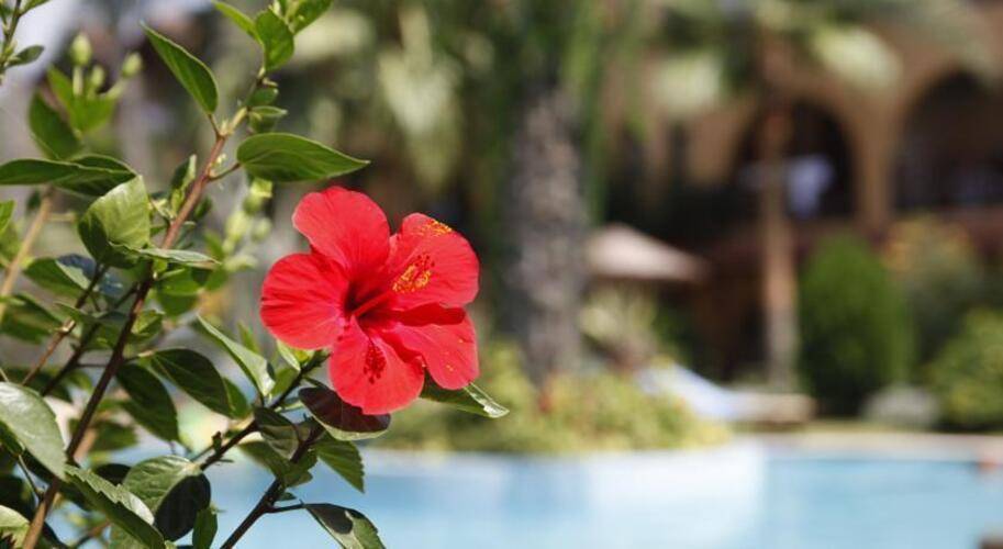 Club Tropical Beach Hotel
