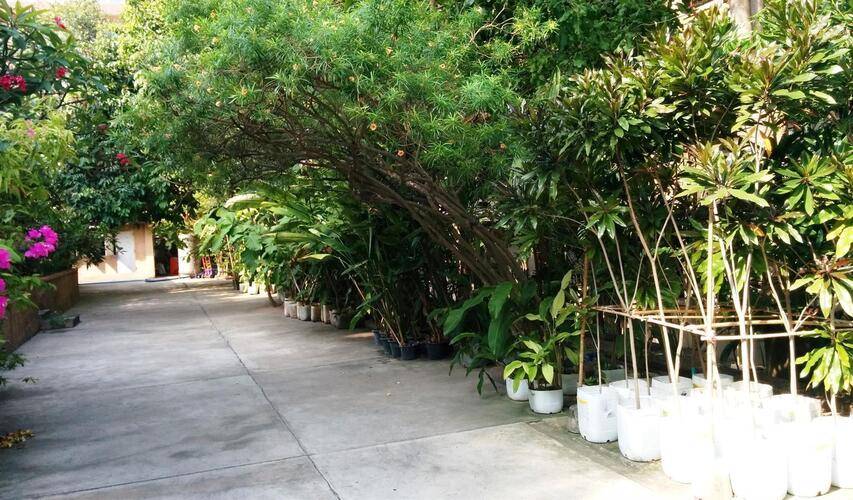 Plumeria Resort (Ex.Plumeria Serviced Apartment)