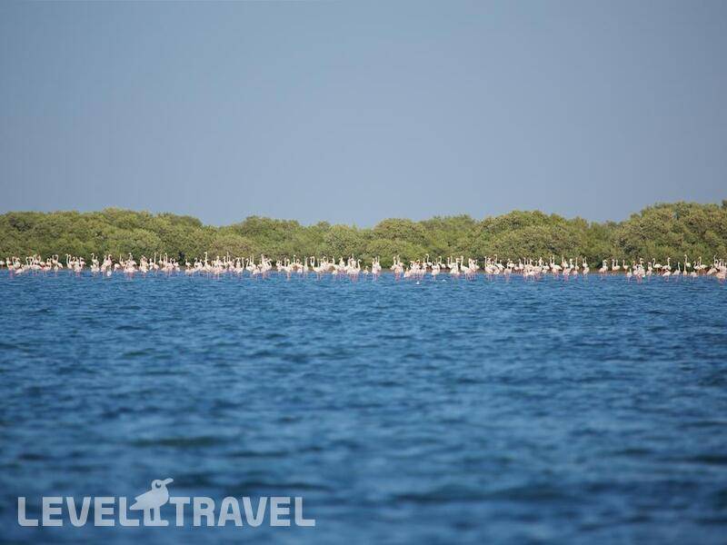 Фотография Flamingo Beach Resort
