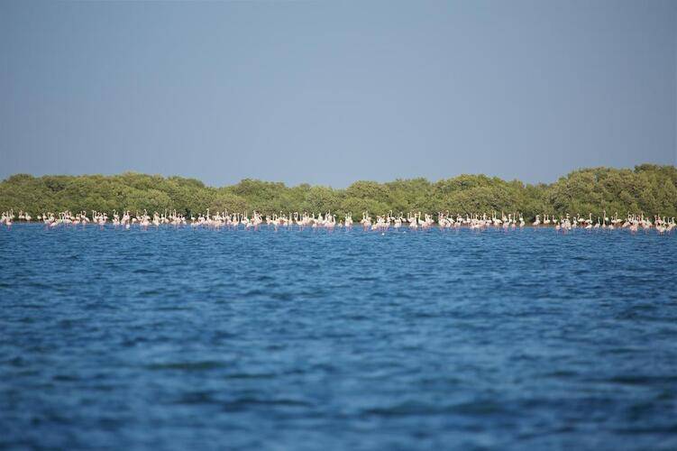 Flamingo Beach Resort