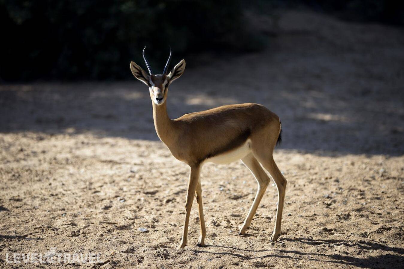 фотографии отеля Al Maha Desert Resort & Spa в ОАЭ(Аль-Авир) - фото №40