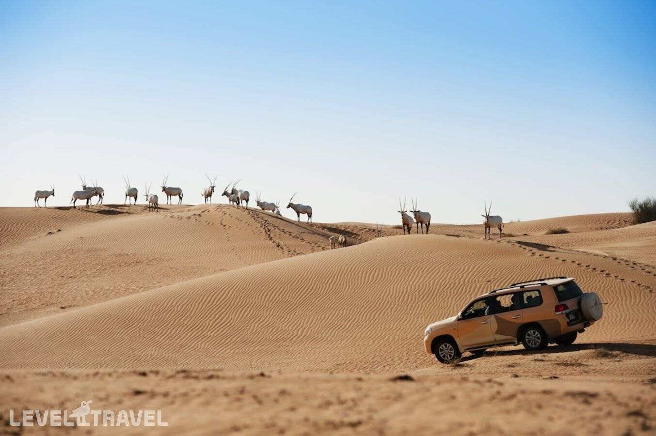 фотографии отеля Al Maha Desert Resort & Spa в ОАЭ(Аль-Авир) - фото №39