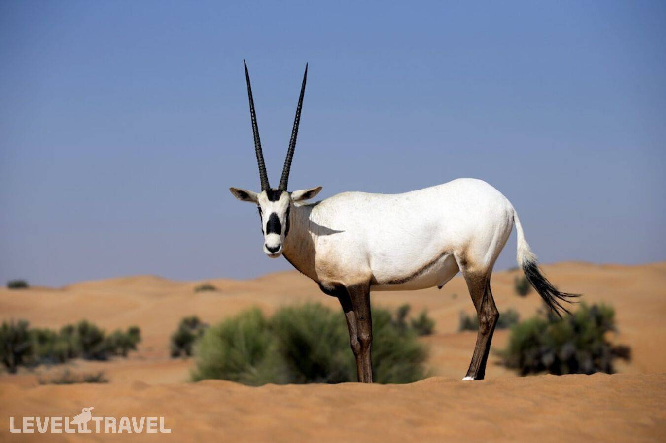 фотографии отеля Al Maha Desert Resort & Spa в ОАЭ(Аль-Авир) - фото №38