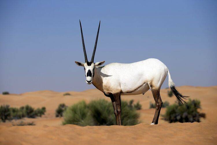 Al Maha Desert Resort & Spa