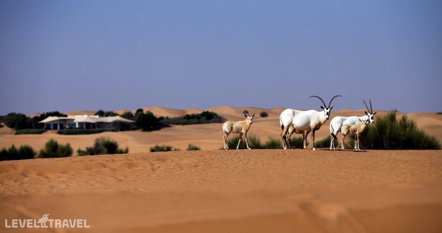 фотографии отеля Al Maha Desert Resort & Spa в ОАЭ(Аль-Авир) - фото №60