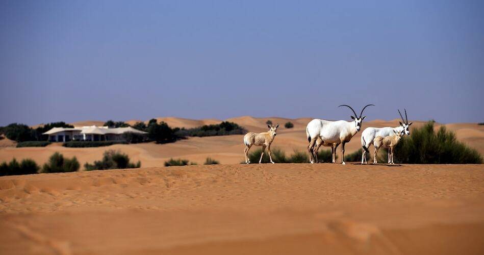 Al Maha Desert Resort & Spa