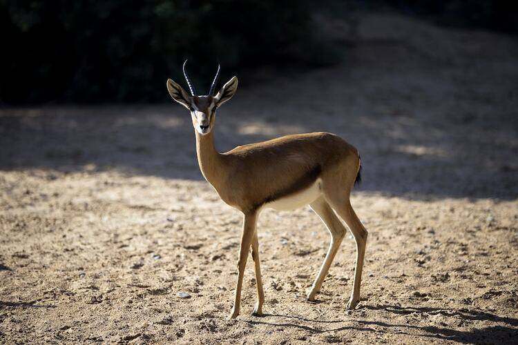 Al Maha Desert Resort & Spa