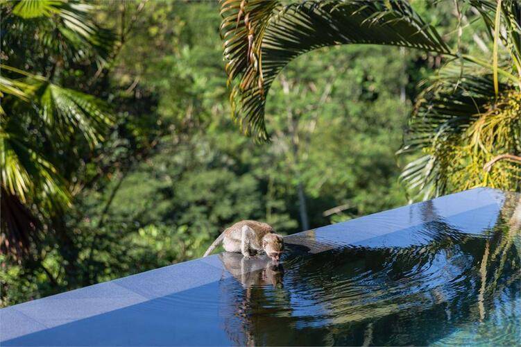 Ubud Hanging Gardens