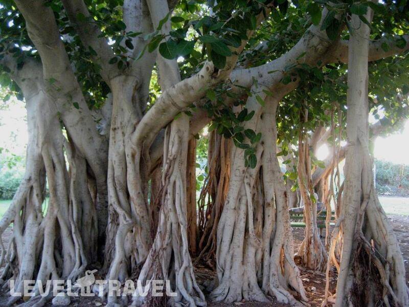 Фотография Ein Gedi Resort Hotel