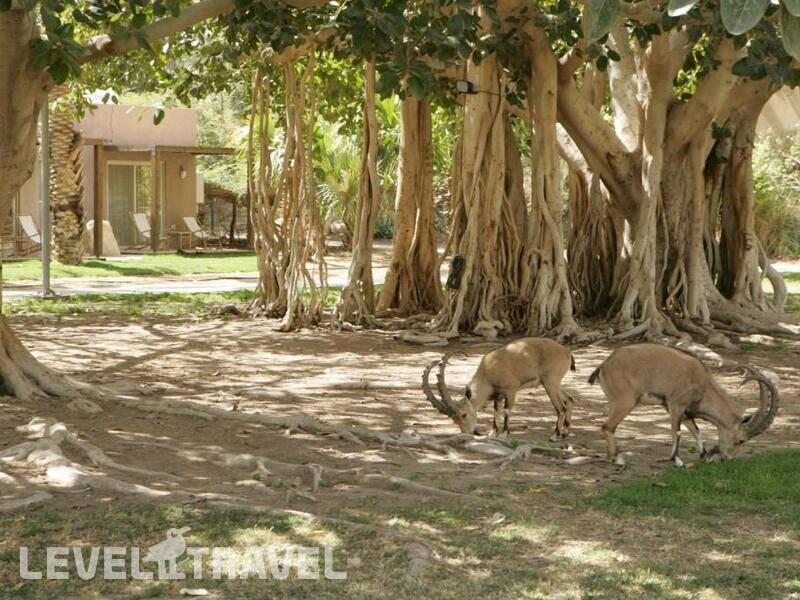 Фотография Ein Gedi Resort Hotel