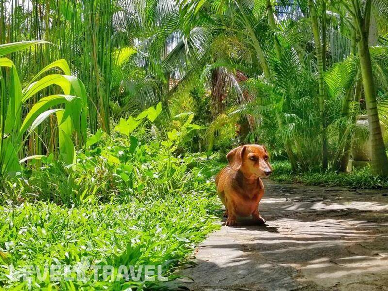 Фотография Good Karma Ayurvedic Resort