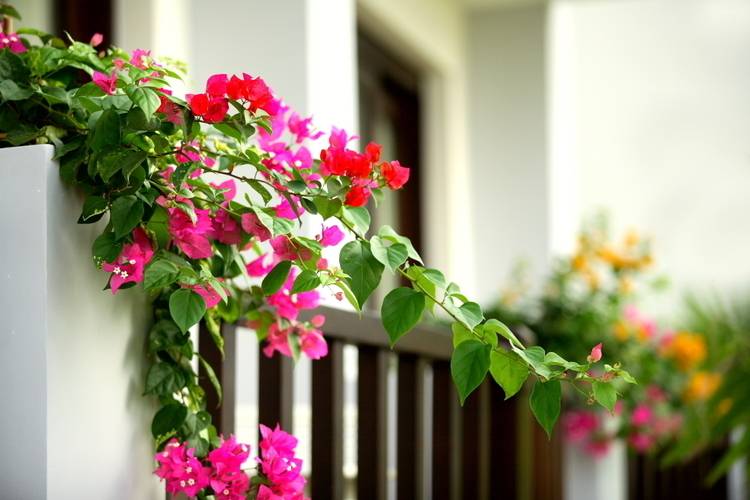 Lotus Muine Beach Resort & Spa