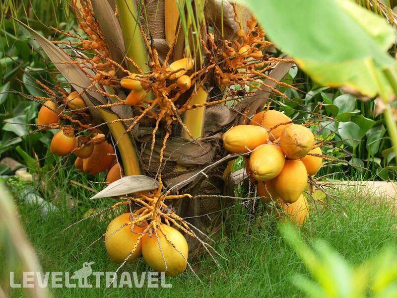 Фотография Madamcuc Saigon Emerald Resort