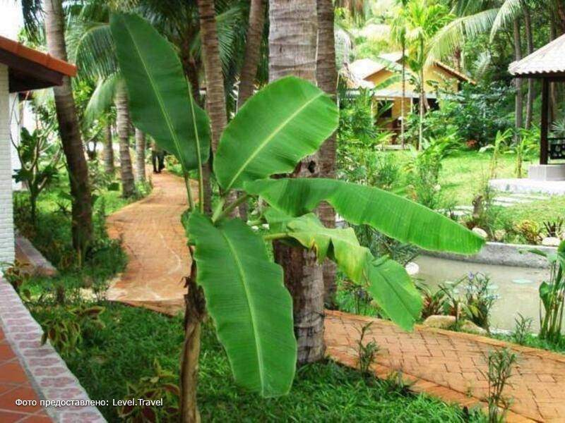 Фотография Green Hill Resort & Spa