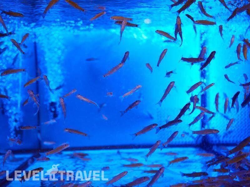 Фотография Grand Hotel Velingrad