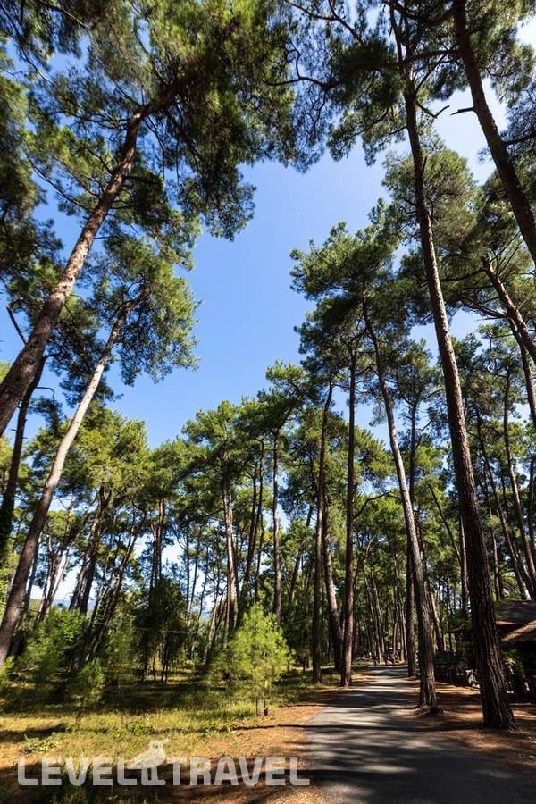 фотографии отеля Отель Апсара в Абхазия(Пицунда) - фото №9