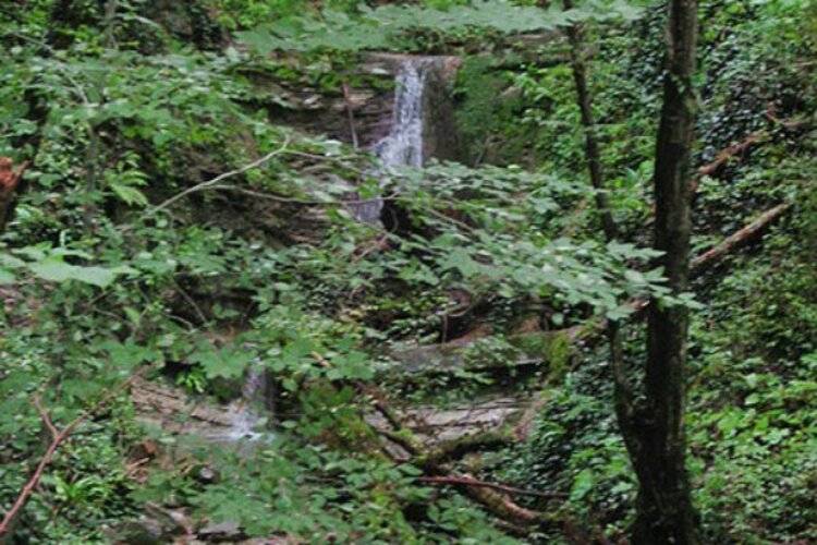 Нараяна (Бывш. Бегущая По Волнам)