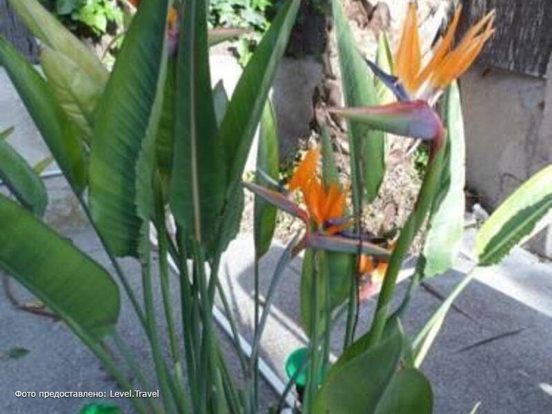 Фотография Hostal Celo Garden