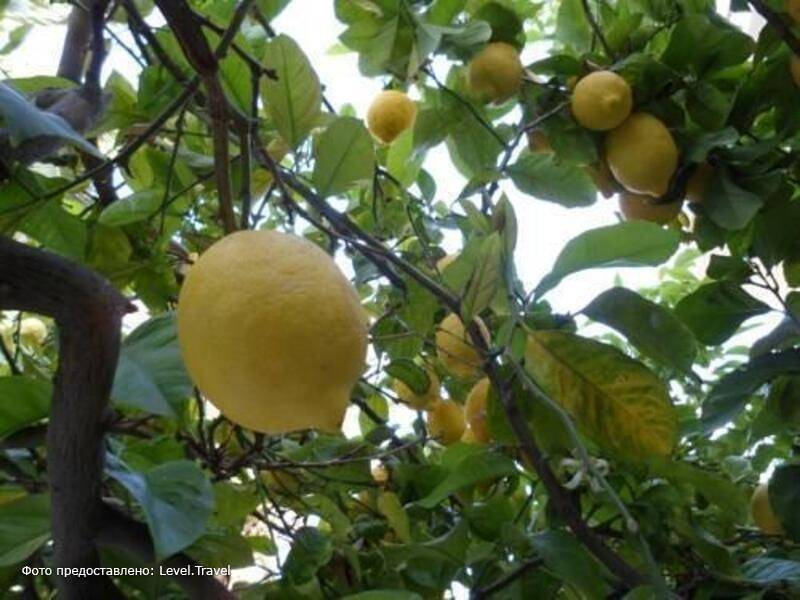 Фотография Hostal Celo Garden