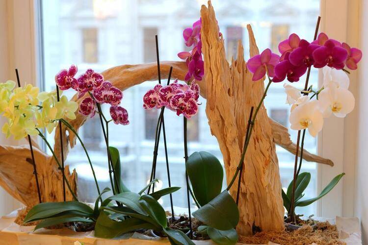 Золотой Треугольник (Boutique Hotel Golden Triangle)
