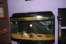 Добрый Кот