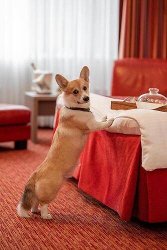 Red Stars Hotel