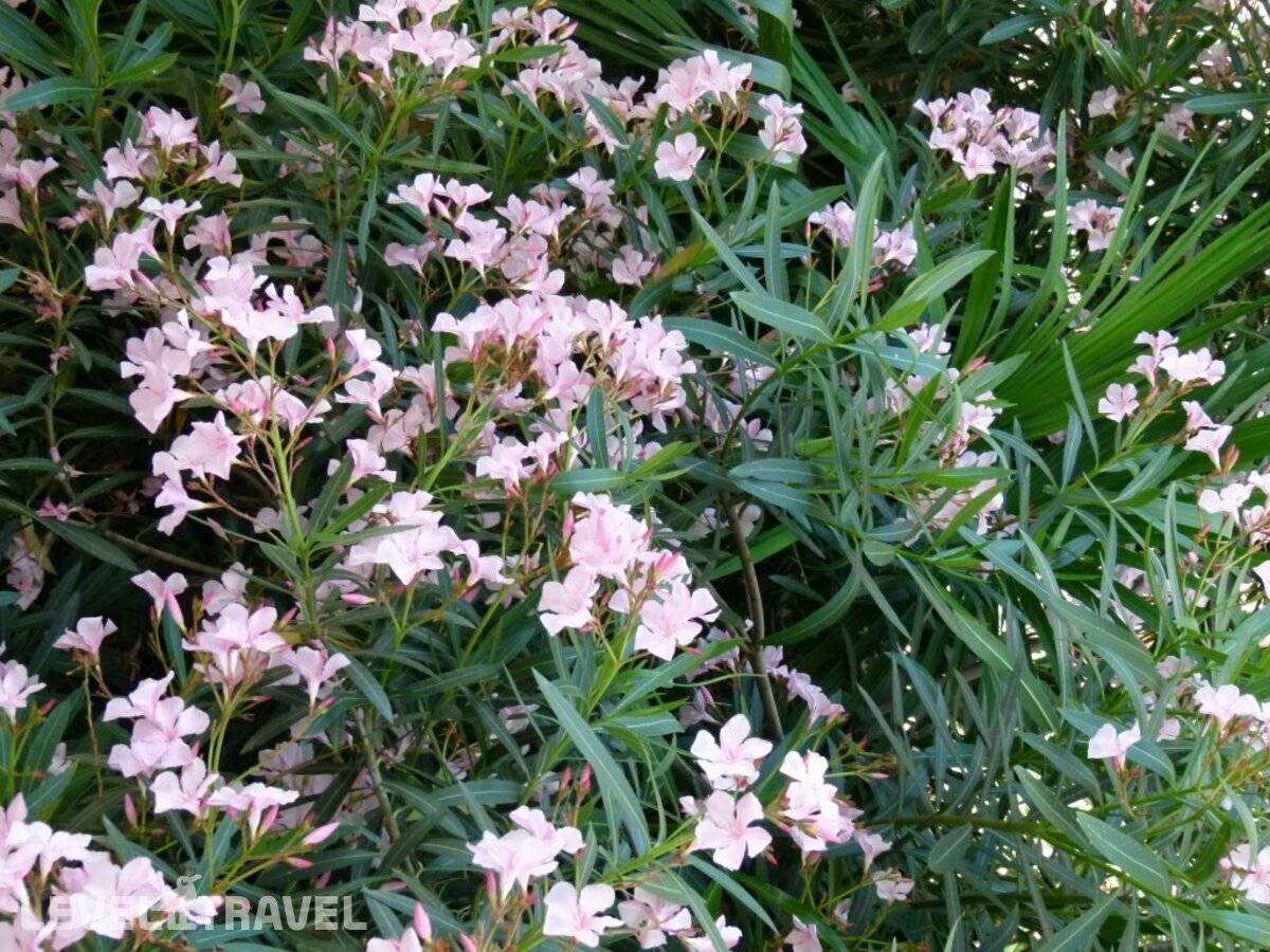 фотографии отеля ГД Райский Уголок в Россия(Курортный городок) - фото №27