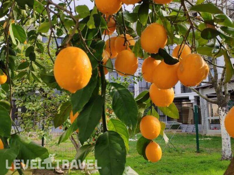 Фотография Гега Отель