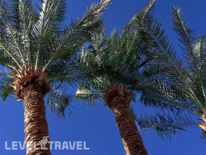Фотография Iberostar Selection Llaut Palma