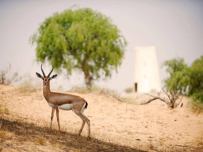 Al Wadi Desert Ras Al Khaimah