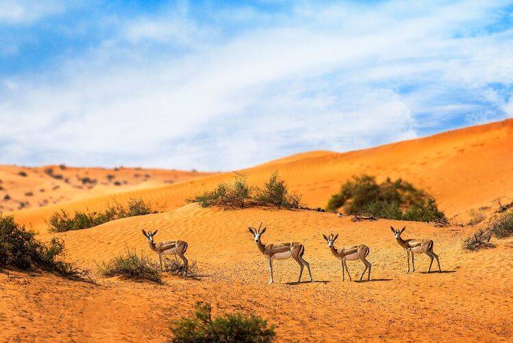 Al Wadi Desert Ras Al Khaimah