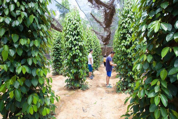 The Garden House Phu Quoc