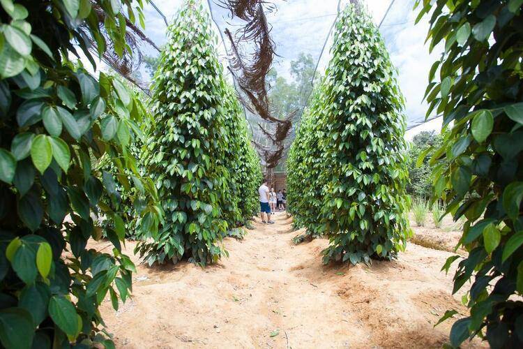 The Garden House Phu Quoc