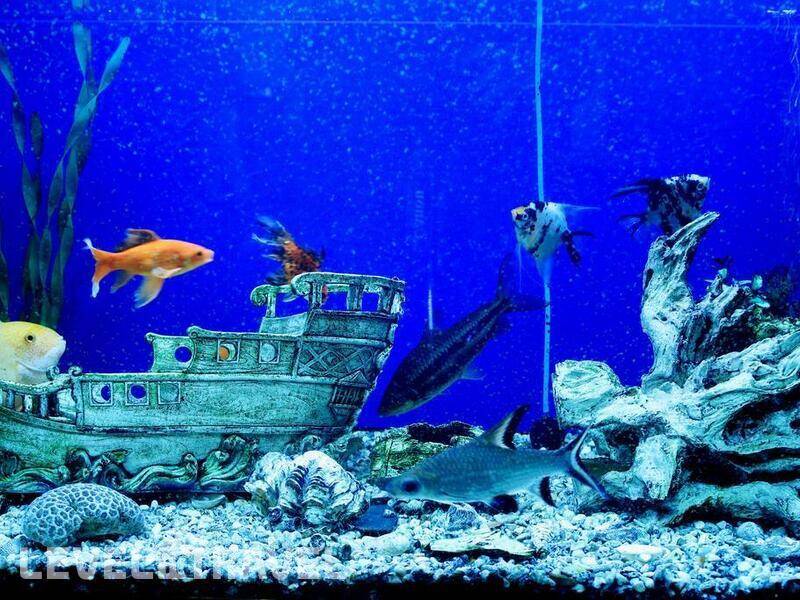 Фотография Sea Princess Motel