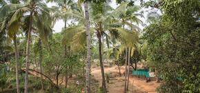 Arambol Arbour