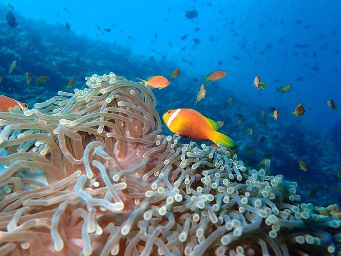 The Nautilus Beach & Ocean Houses Maldives