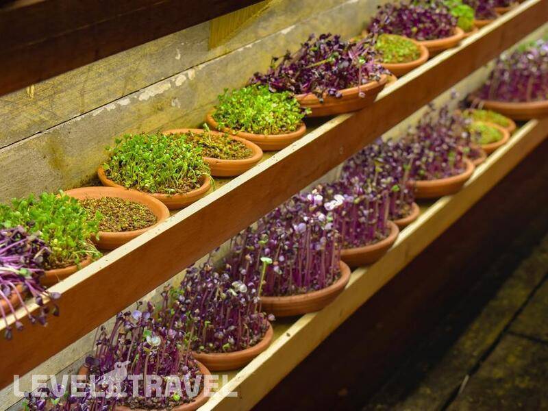 Фотография The Diaghilev Live Art Suites