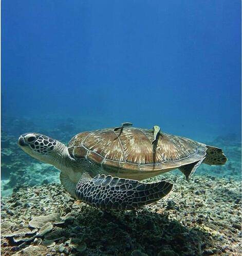 Vilu Thari Inn Maldives Guest House