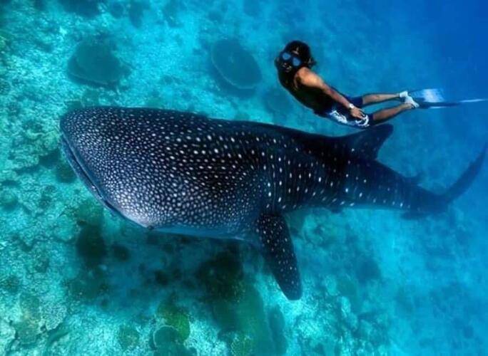 Vilu Thari Inn Maldives Guest House